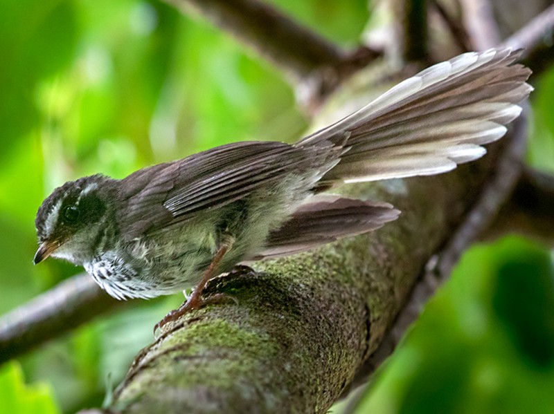 Streaked Fantail - Lars Petersson