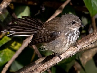  - Streaked Fantail (Fiji)