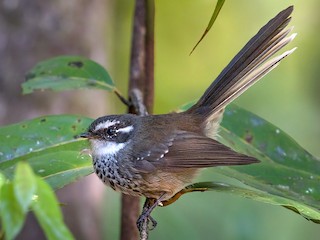  - Streaked Fantail (New Caledonia)