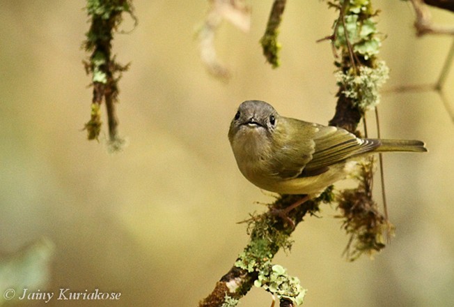 Green Shrike-Babbler (Black-crowned) - ML379000051