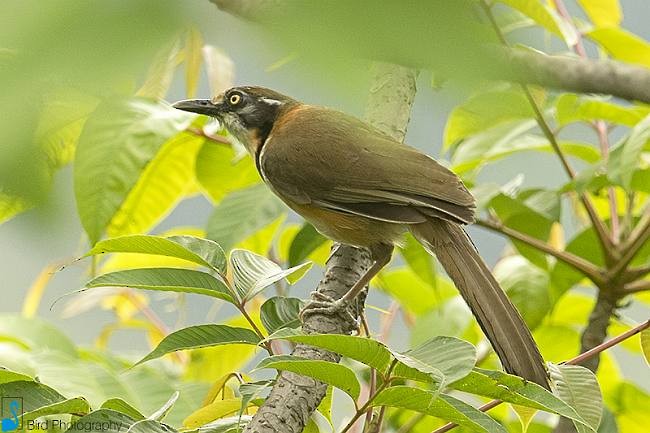 Lesser Necklaced Laughingthrush - ML379000121