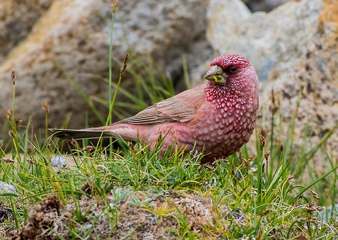 Great Rosefinch (Spotted) - ML379002181