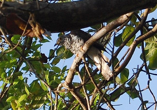 Sulawesi Cuckoo - ML379002371