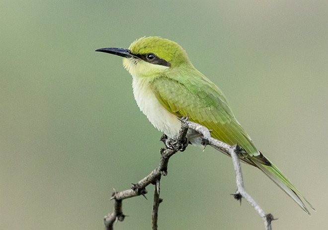 Asian Green Bee-eater - Pankaj Sharma