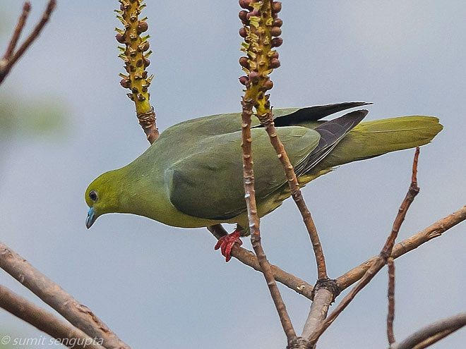 Wedge-tailed Green-Pigeon - ML379004641