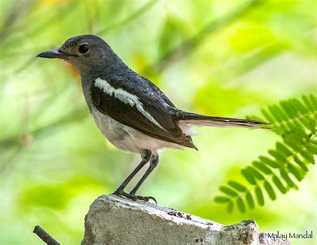 Oriental Magpie-Robin - Malay Mandal