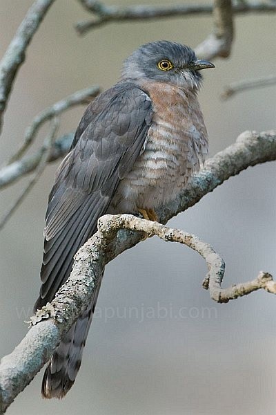 Common Hawk-Cuckoo - HIRA PUNJABI