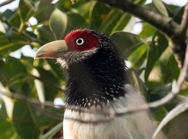 Red-faced Malkoha - ML379011201