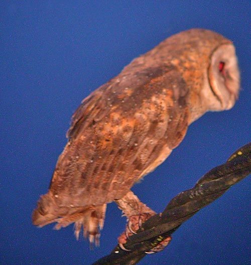 Sulawesi Masked-Owl - ML379012821