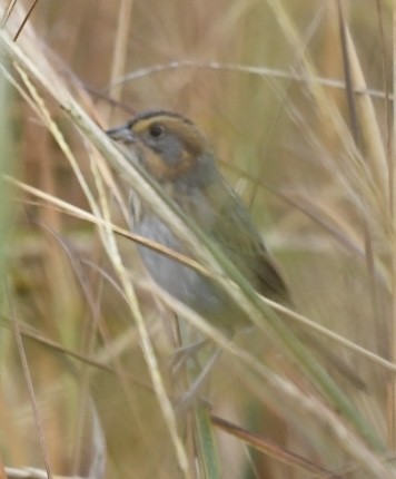 Nelson's/Saltmarsh Sparrow (Sharp-tailed Sparrow) - Bob Diebold