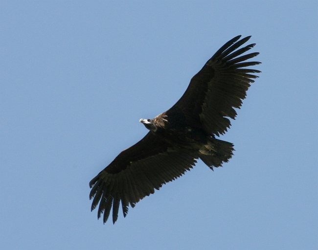 Cinereous Vulture - ML379015451