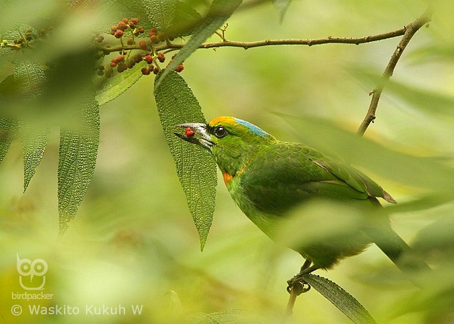 Flame-fronted Barbet - ML379016421