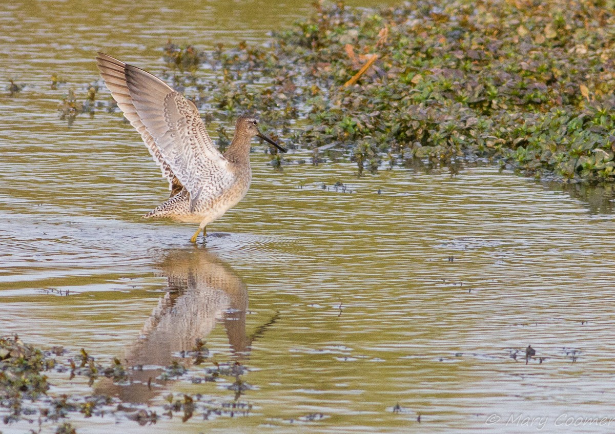 Long-billed Dowitcher - Mary Coomer