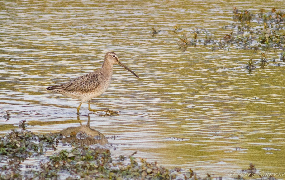Long-billed Dowitcher - Mary Coomer