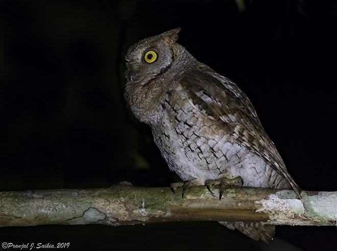 Oriental Scops-Owl (Oriental) - ML379017831