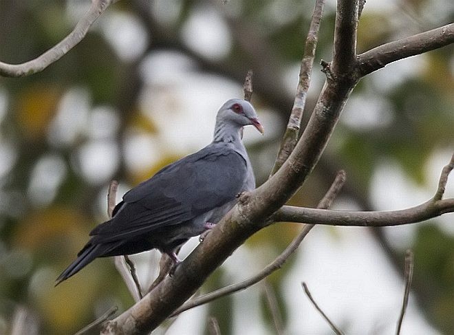 Andaman Wood-Pigeon - ML379018851