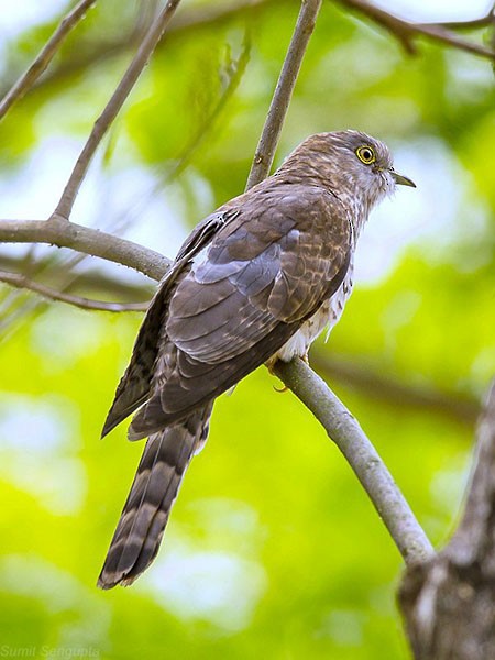 Common Hawk-Cuckoo - Sumit  Sengupta