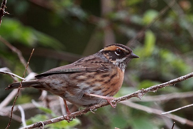 Rufous-breasted Accentor - ML379019971