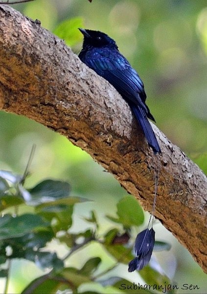 Lesser Racket-tailed Drongo - ML379023391
