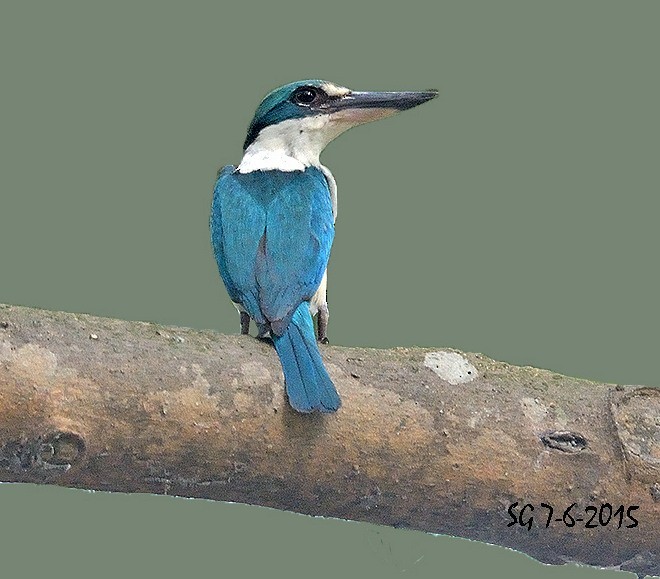 Collared Kingfisher (Oriental) - ML379024561