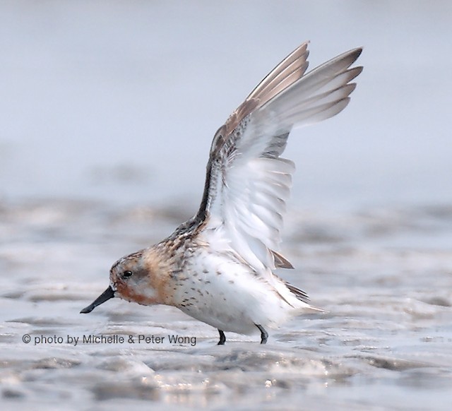 Commencing Definitive Prebasic Molt - Spoon-billed Sandpiper - 