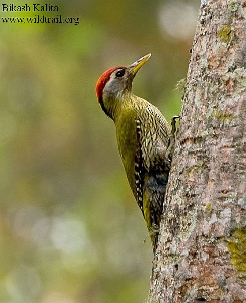 Streak-throated Woodpecker - ML379025351