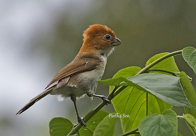 White-breasted Parrotbill - ML379025691
