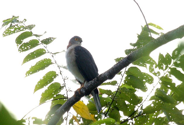 Rufous-necked Sparrowhawk - ML379027931