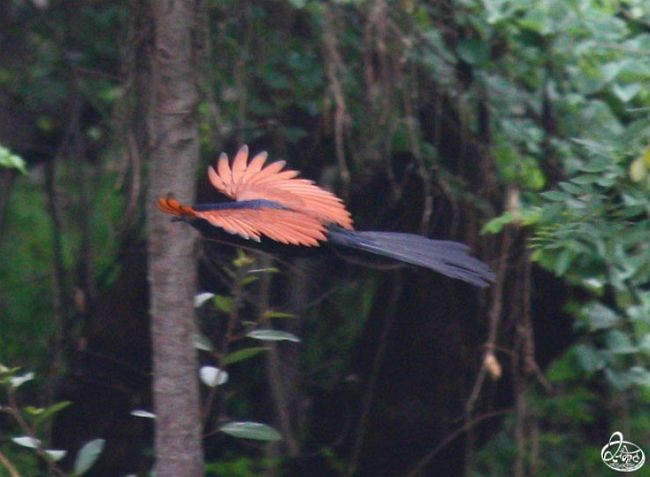 Greater Coucal (Southern) - ML379029571