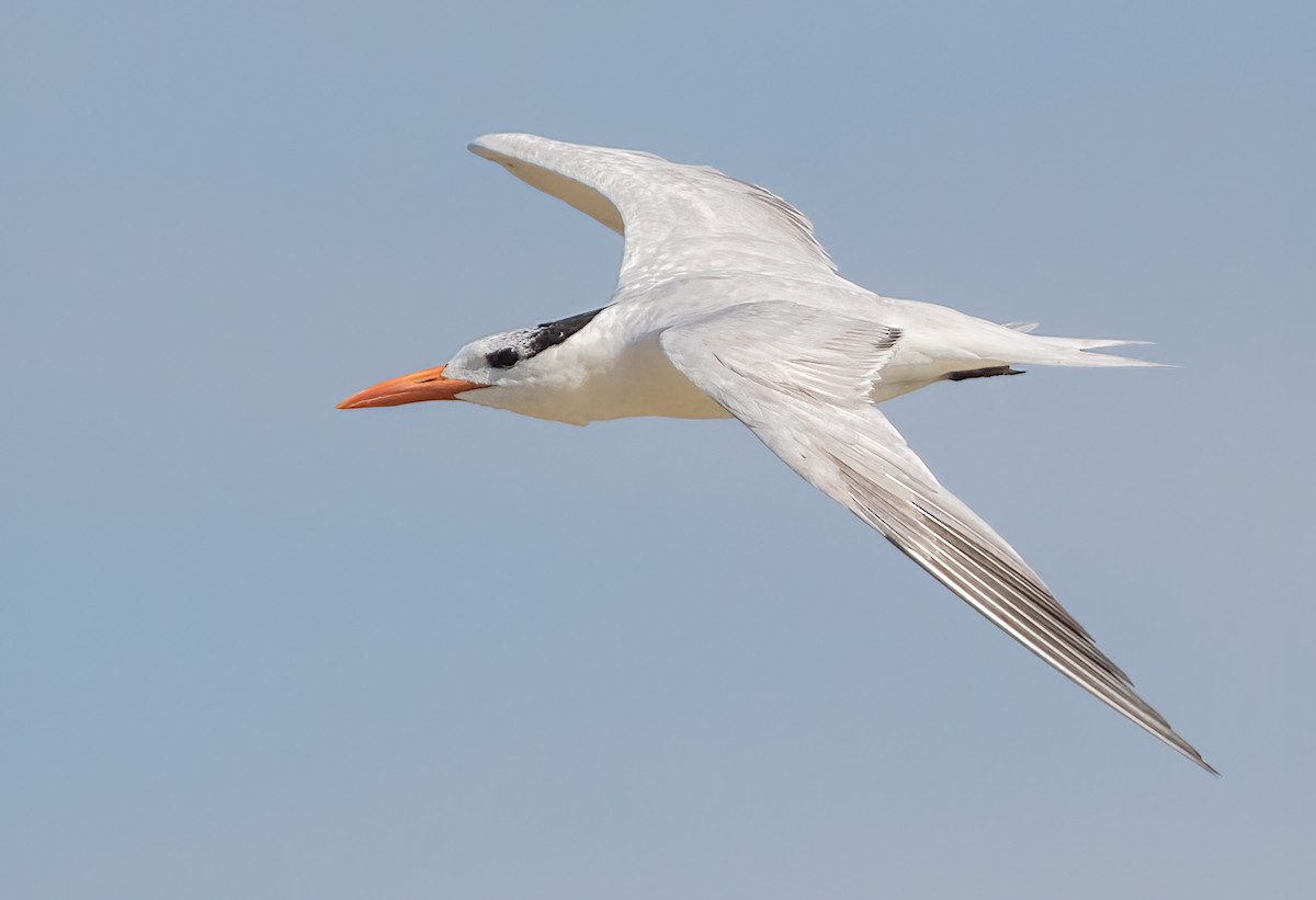Royal Tern - Iris Kilpatrick