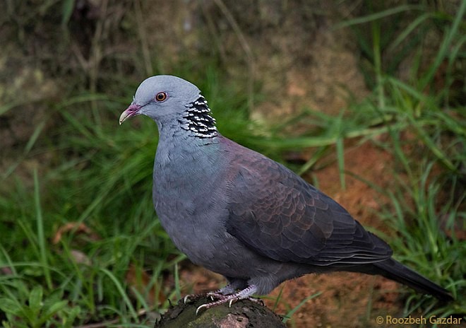 Nilgiri Wood-Pigeon - ML379032331