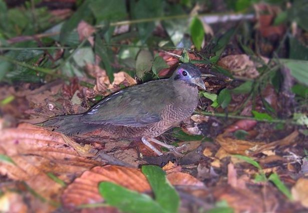 Sumatran Ground-Cuckoo - ML379032631