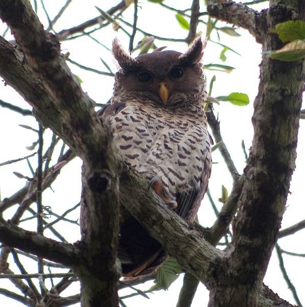 Spot-bellied Eagle-Owl - ML379032881