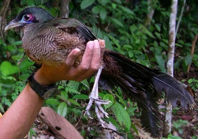 Sumatran Ground-Cuckoo - ML379032911
