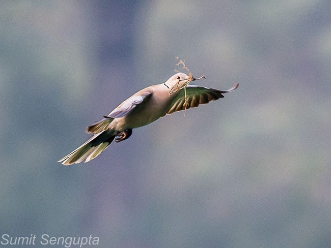 Eurasian Collared-Dove - Sumit  Sengupta
