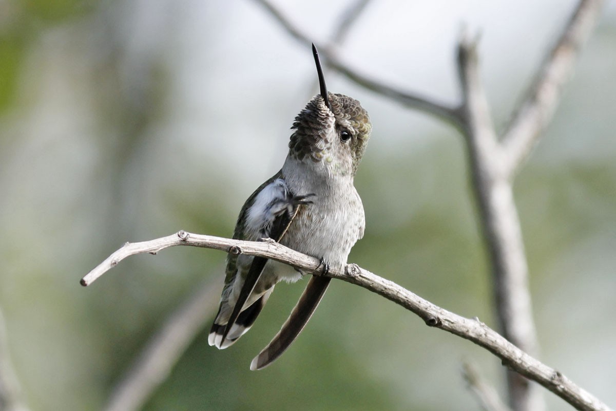Anna's Hummingbird - ML379038011