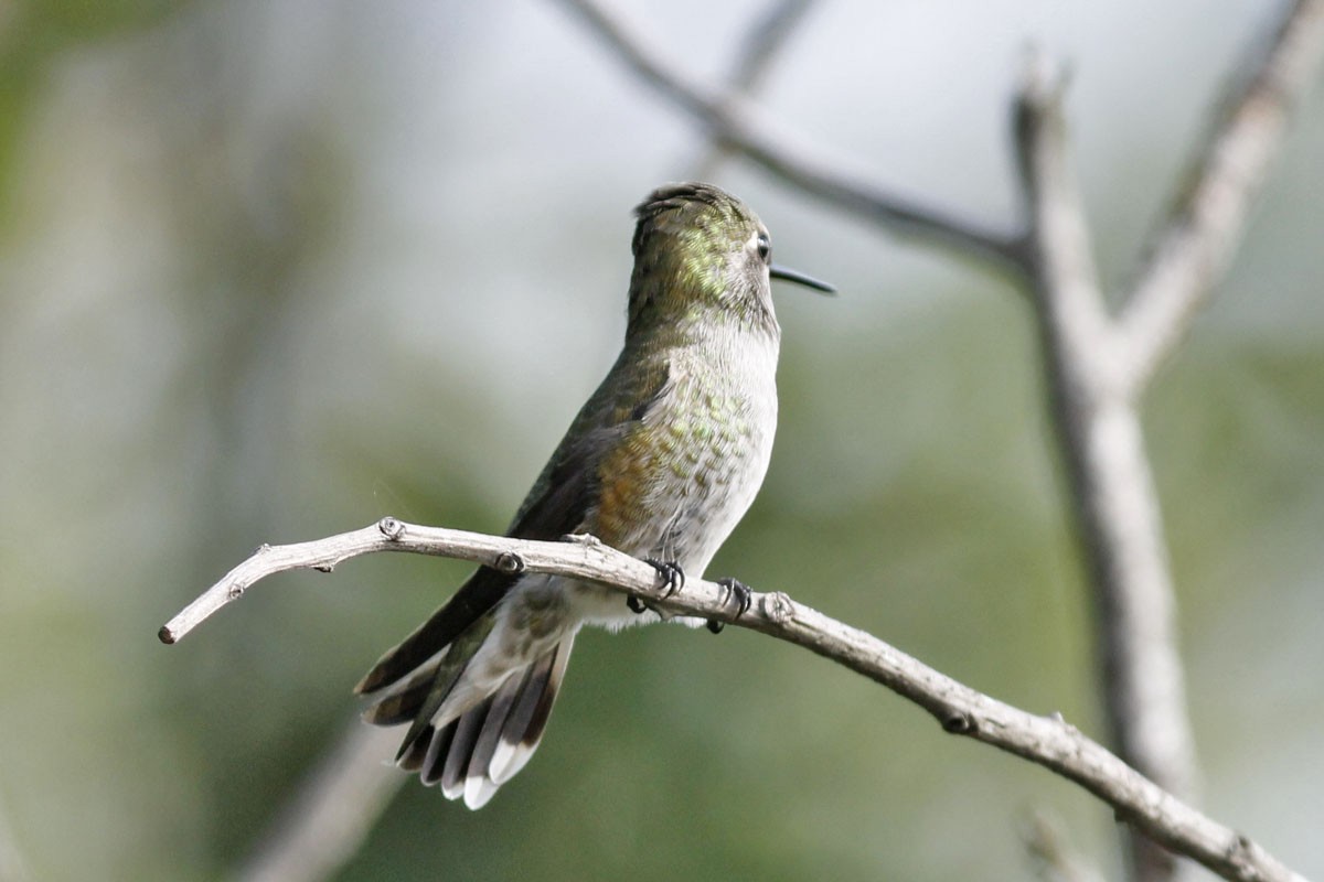 Anna's Hummingbird - ML379038021