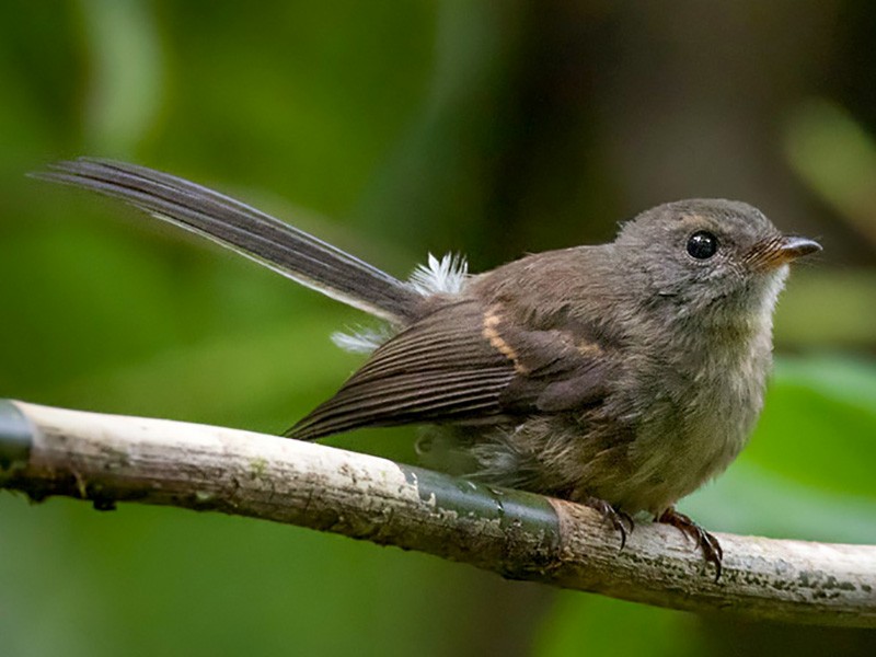 Rennell Fantail - Lars Petersson | My World of Bird Photography