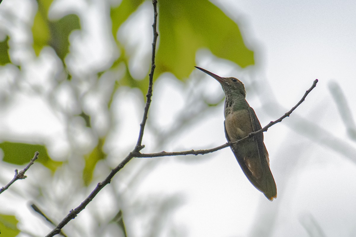 Buff-bellied Hummingbird - Oscar Amaro