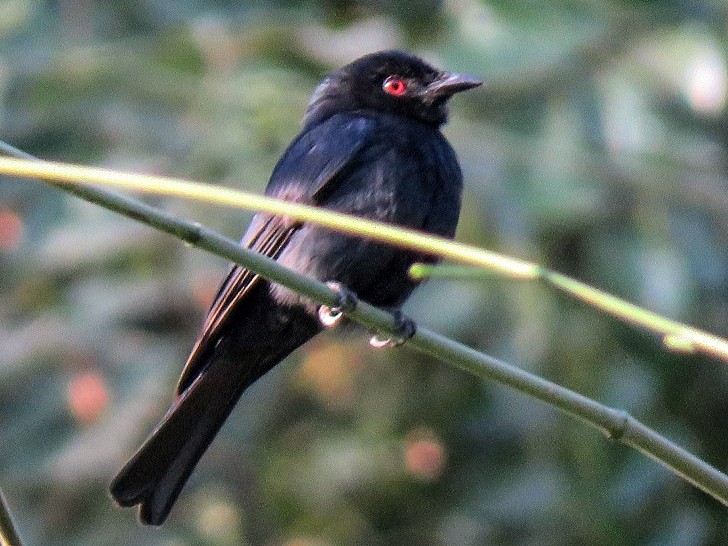 Western Square-tailed Drongo - Bram Piot