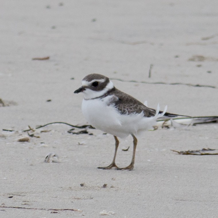 Semipalmated Plover - R Miller