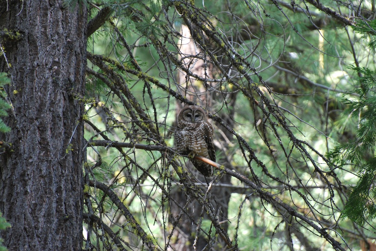 Spotted Owl - Ryan Burnett