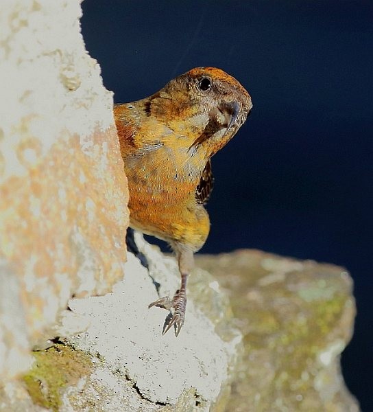 Red Crossbill (Himalayan) - ML379050621