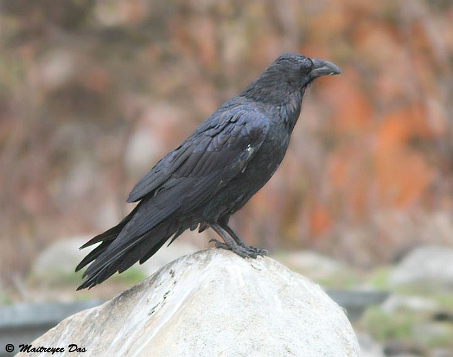 Common Raven - Maitreyee Das
