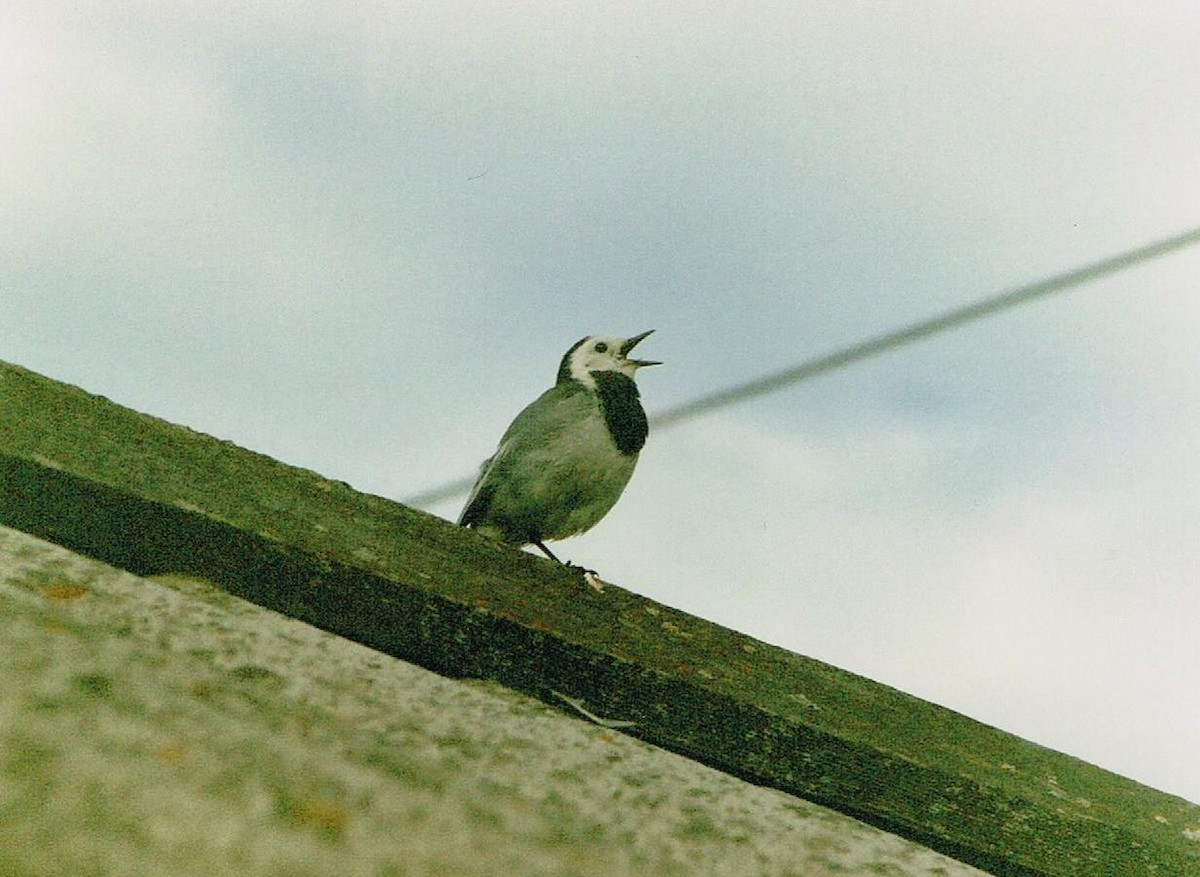 White Wagtail - Jeff 'JP' Peters