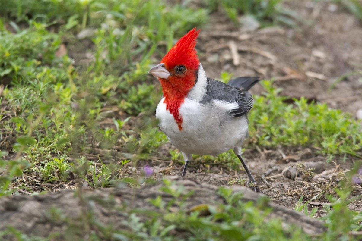 Red-crested Cardinal - ML37905331