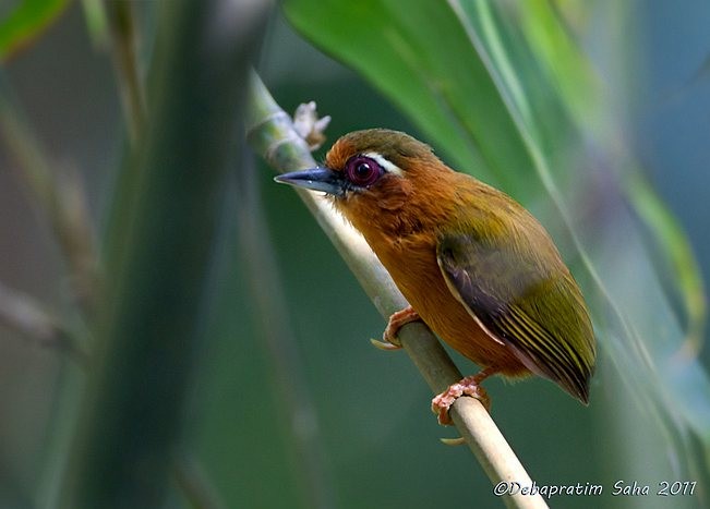 White-browed Piculet - ML379054991