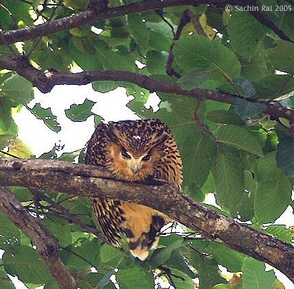 Tawny Fish-Owl - ML379056901