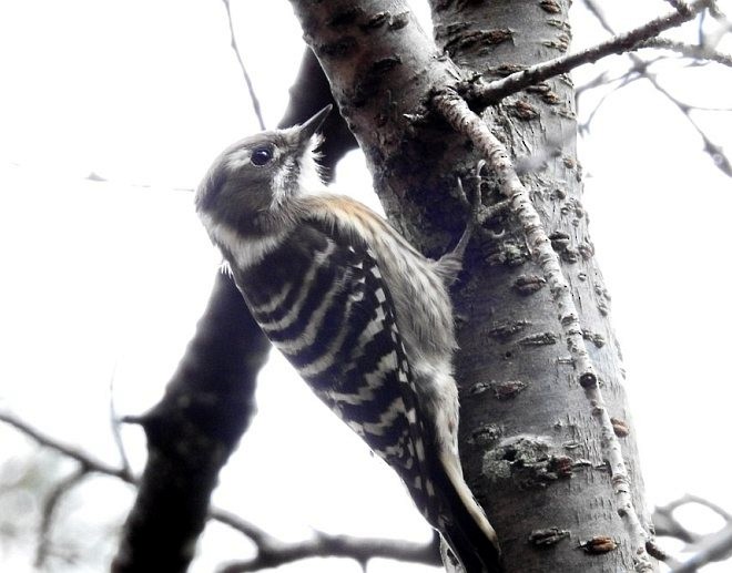 Japanese Pygmy Woodpecker - Nayana Amin