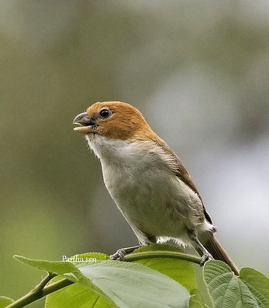 White-breasted Parrotbill - ML379058931
